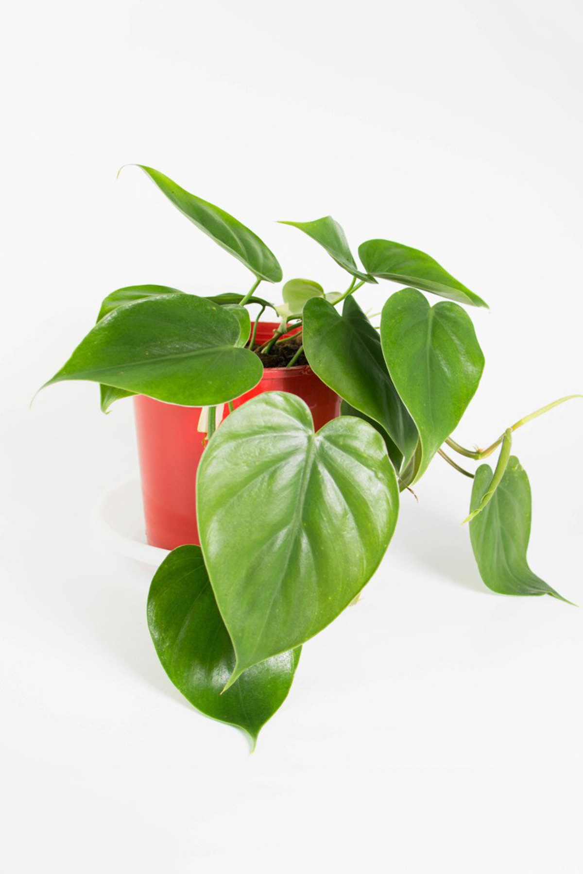7 Heart Shaped Plants Perfect for Valentine's Day ctrl